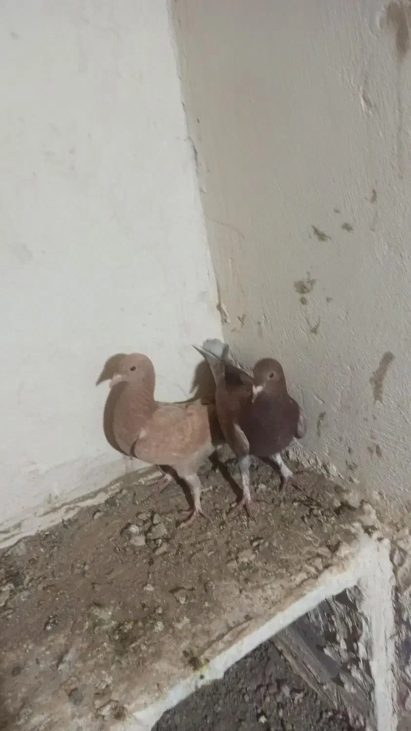 کفتر زرد|پرنده|زهک, |دیوار