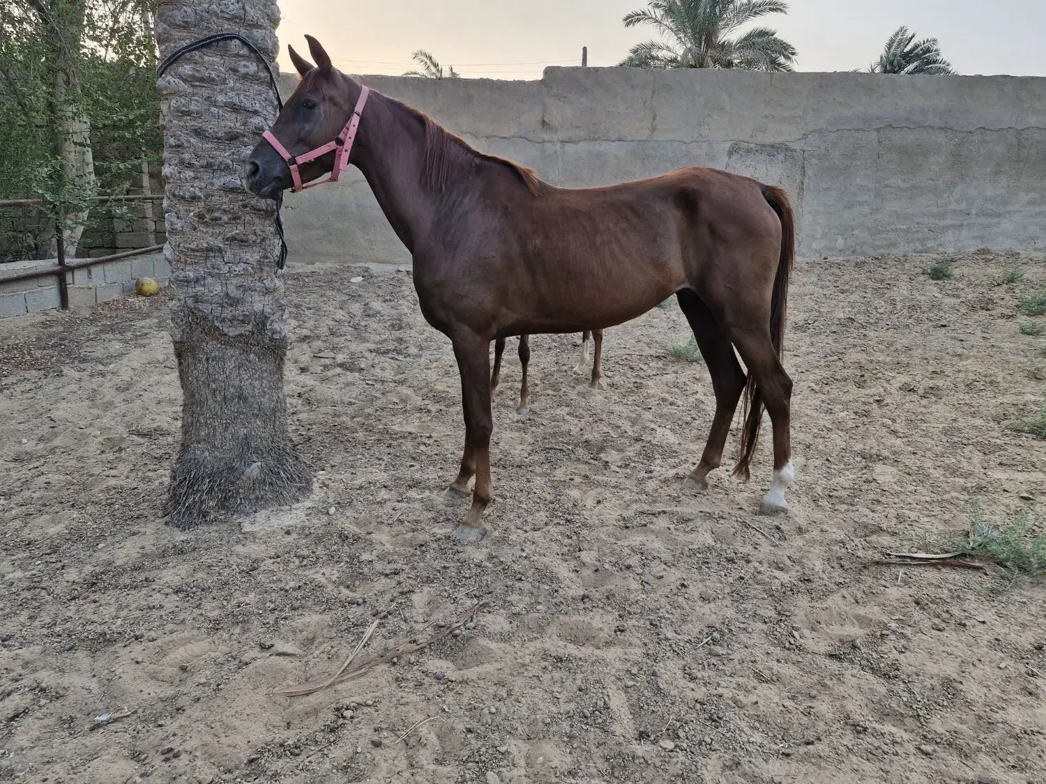 فروش واگذاری اسب عرب اصیل|اسب و تجهیزات اسب‌سواری|رامشیر, |دیوار