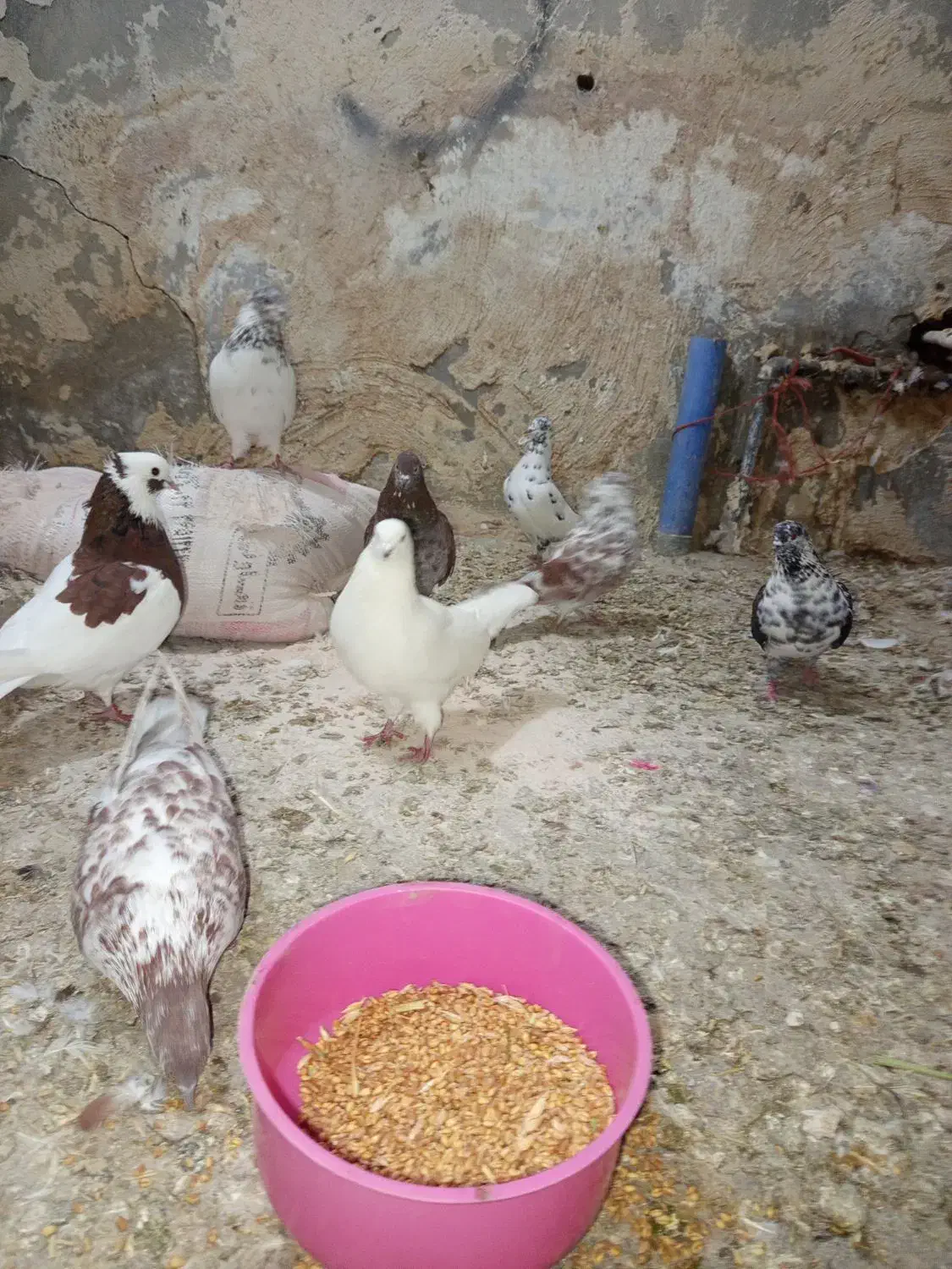 کبوتر|پرنده|نوشین شهر, |دیوار