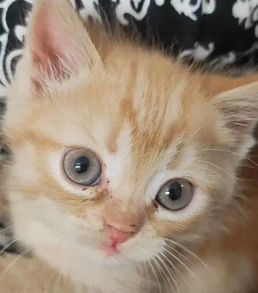 دو عدد گربه پرشین|گربه|زاهدان, |دیوار