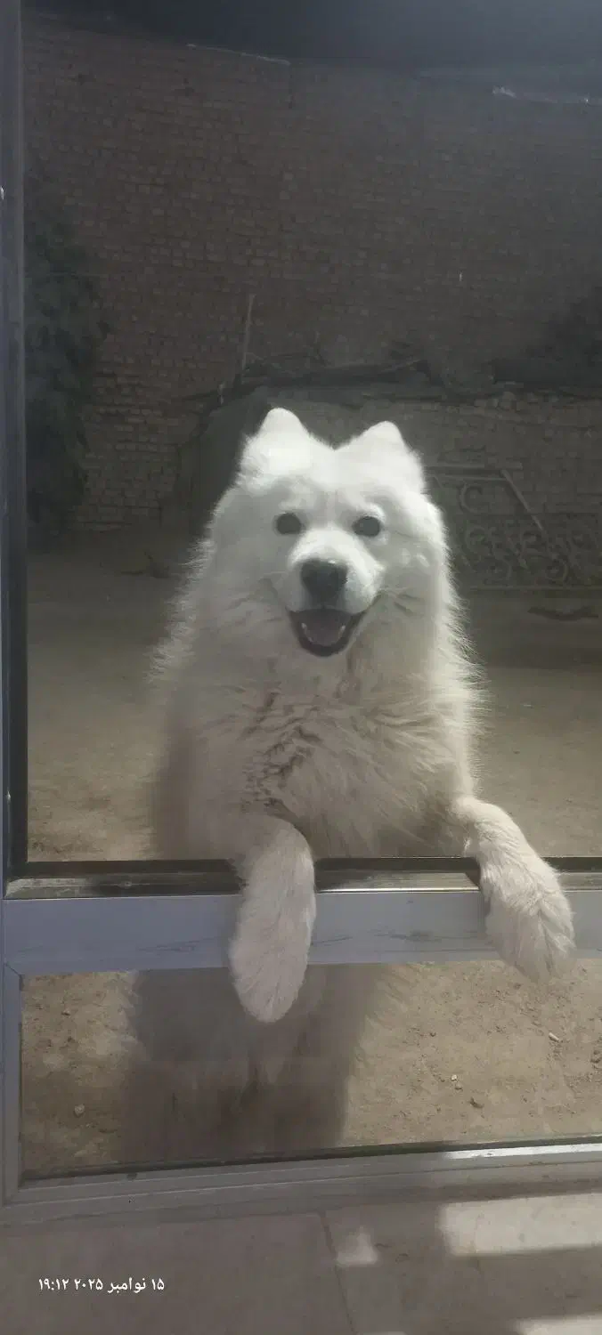 فروش سگ خانگی ب دلیل نداشتن مکان|سگ|نجف‌آباد, یزدانشهر|دیوار