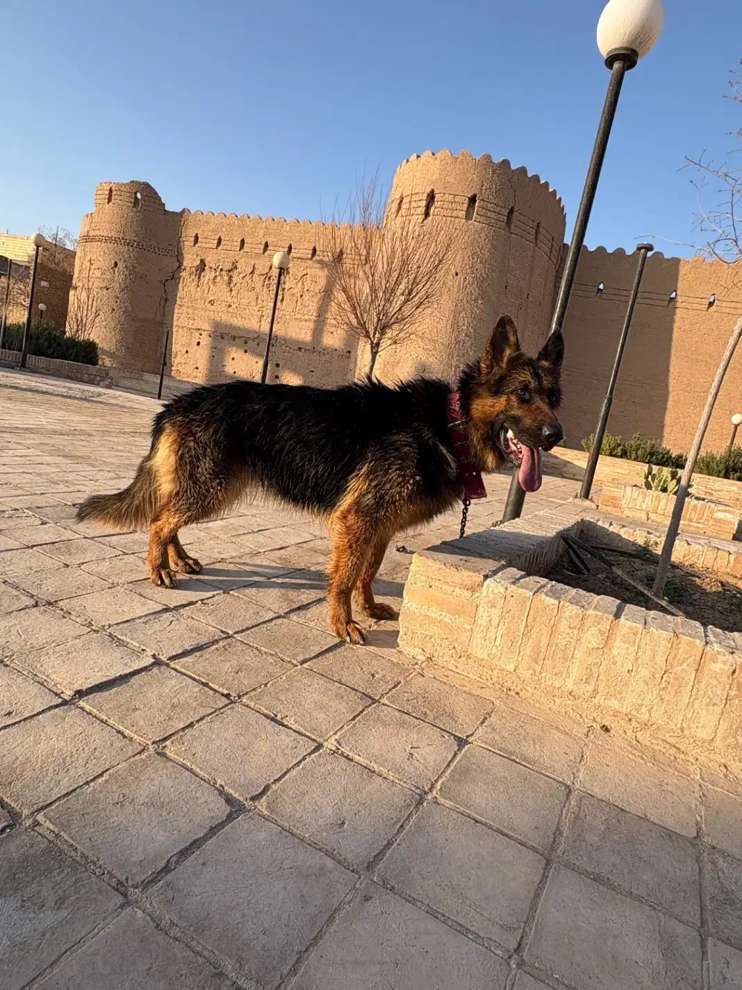 سگ ژرمن شپرد|سگ|یزد, |دیوار