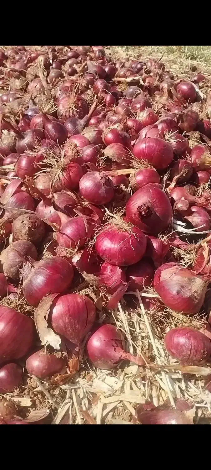 پیاز قرمز|عمدهفروشی|هرسین, |دیوار