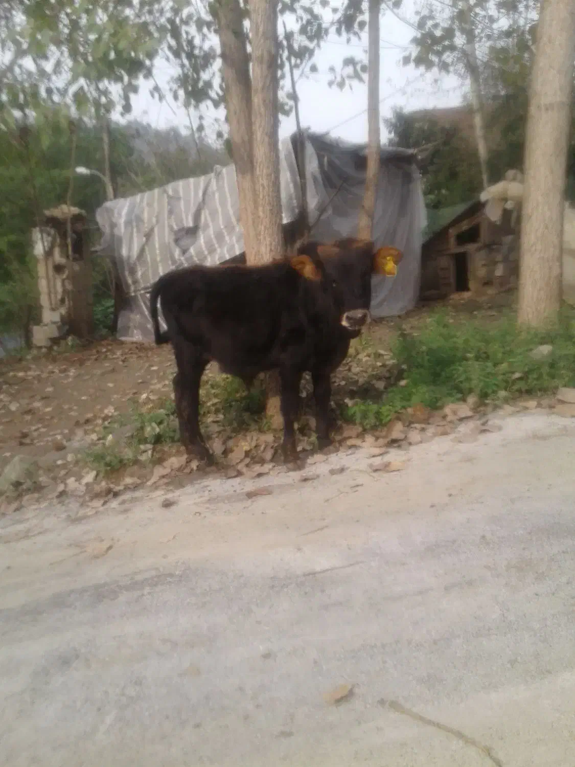 گوساله محلی|حیوانات مزرعه|اطاقور, |دیوار