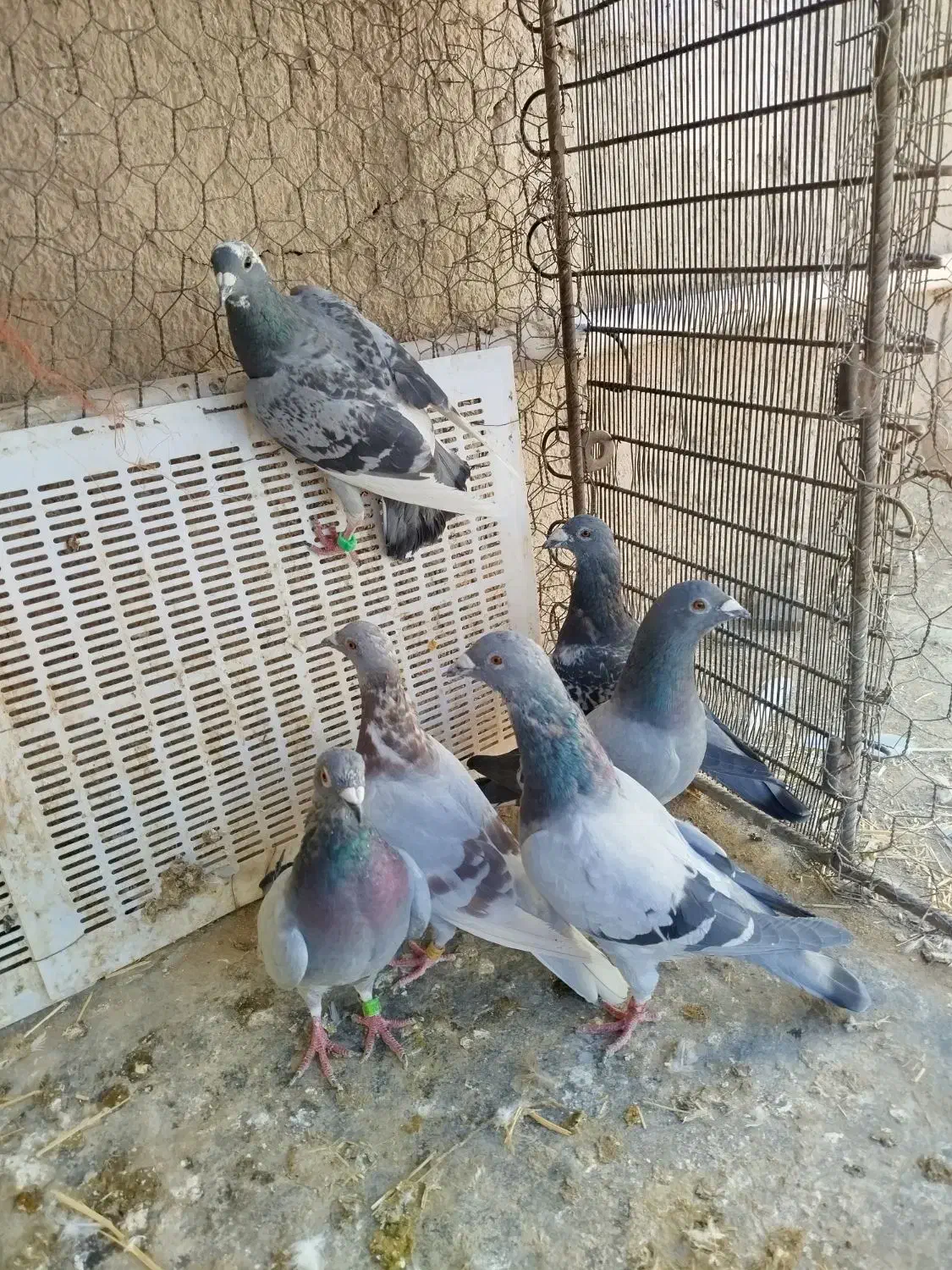 پلاکی|پرنده|کنگاور, |دیوار