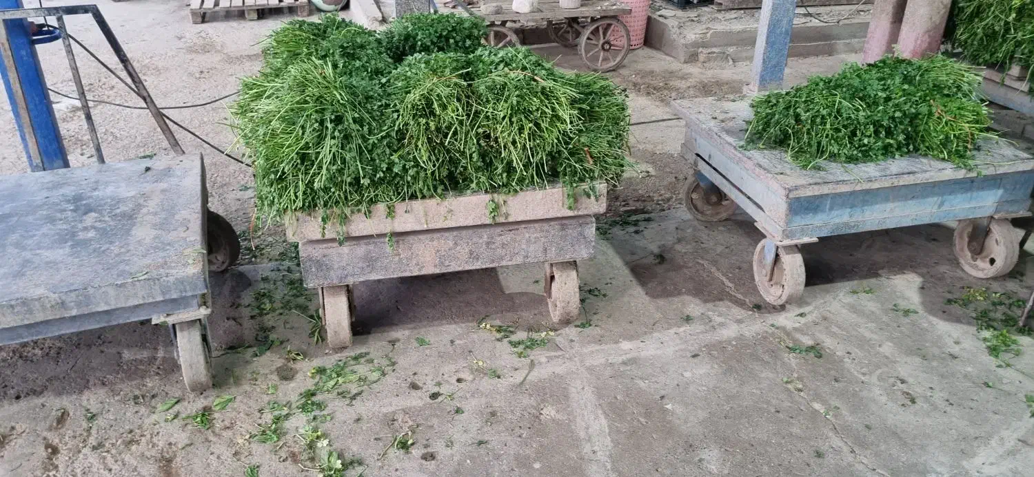 استخدام همکار آقا جهت کار در حجره میدانبار|استخدام خدمات فروشگاه و رستوران|گرگان, |دیوار