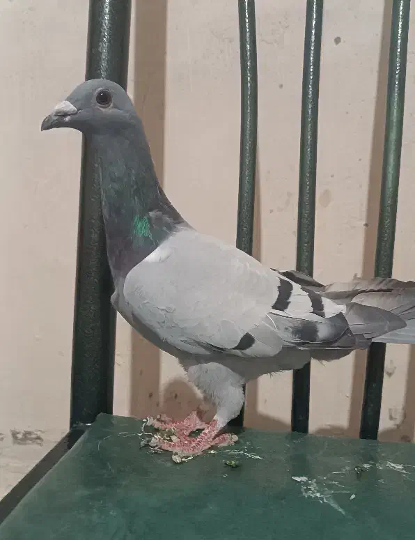 سه تا پرنده فروشی کفتر کبوتر سبز|پرنده|خواف, |دیوار