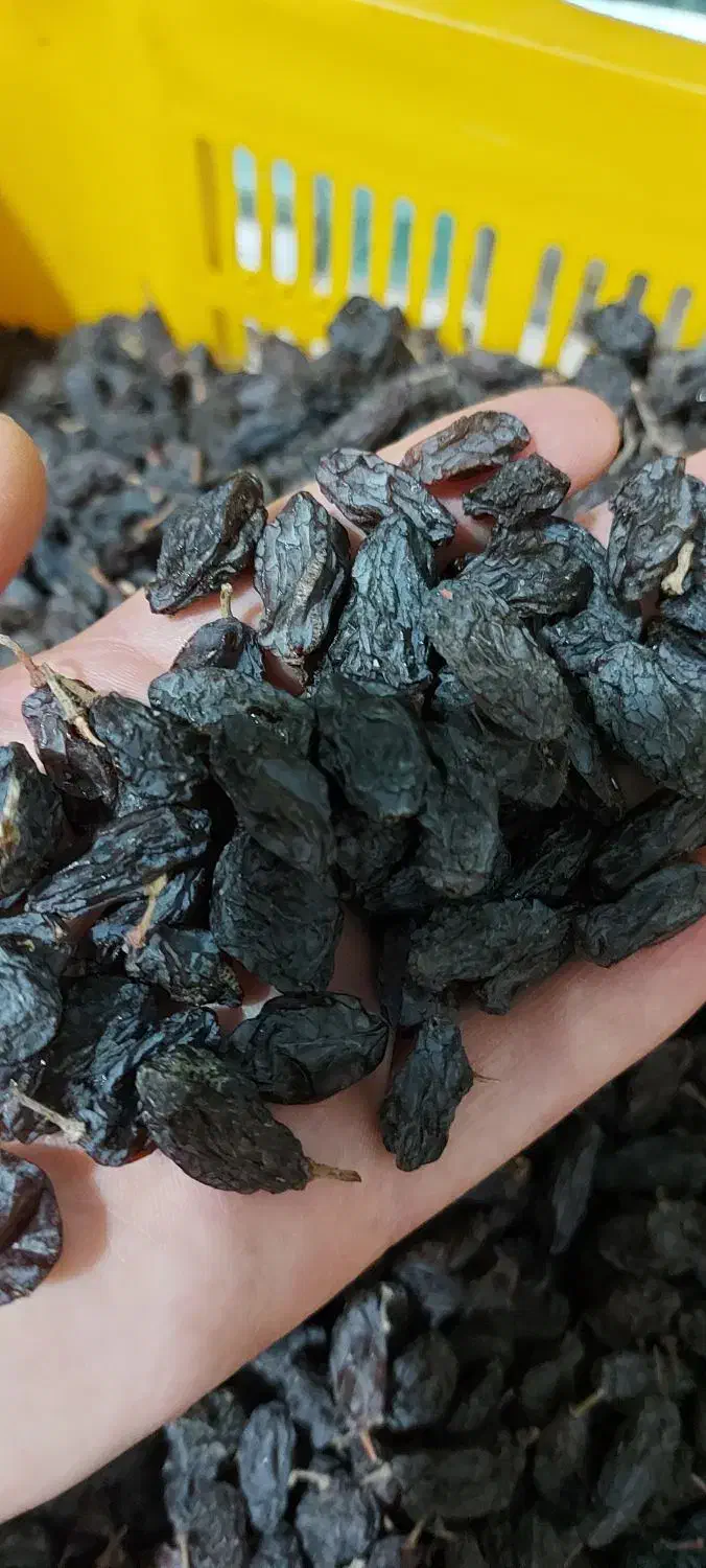 فخری و کشمش|خوردنی و آشامیدنی|میاندوآب, |دیوار