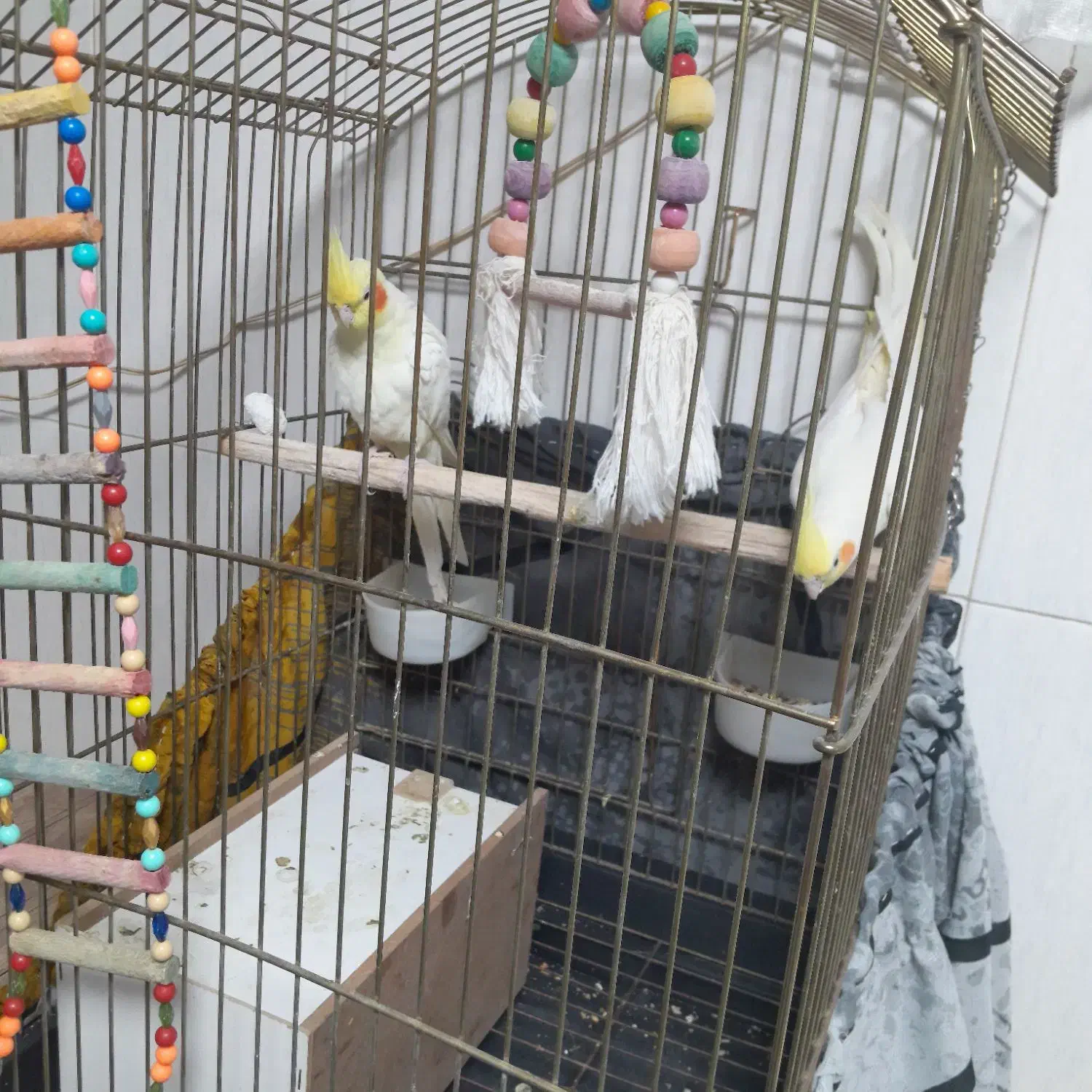 یک جفت عروس هلندی سخنگو سالم.|پرنده|کبودرآهنگ, |دیوار