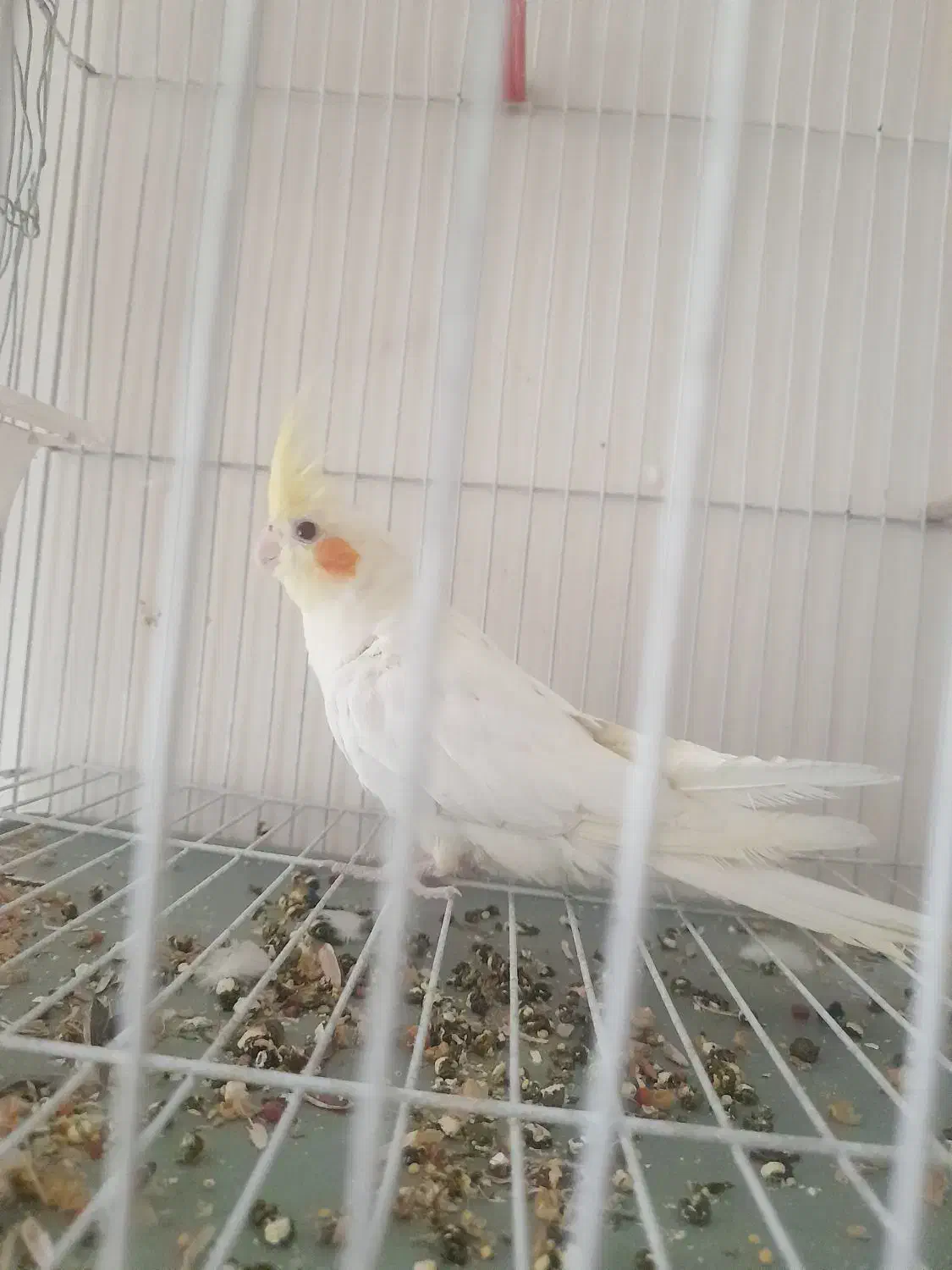 عروس هلندی لوتینو|پرنده|تهران, شهرک رضویه|دیوار