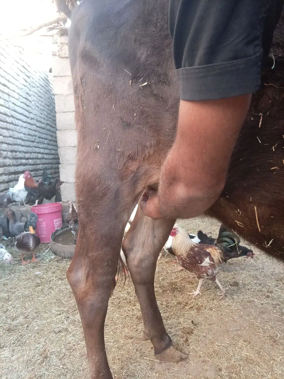 گاو|حیوانات مزرعه|نرماشیر, |دیوار