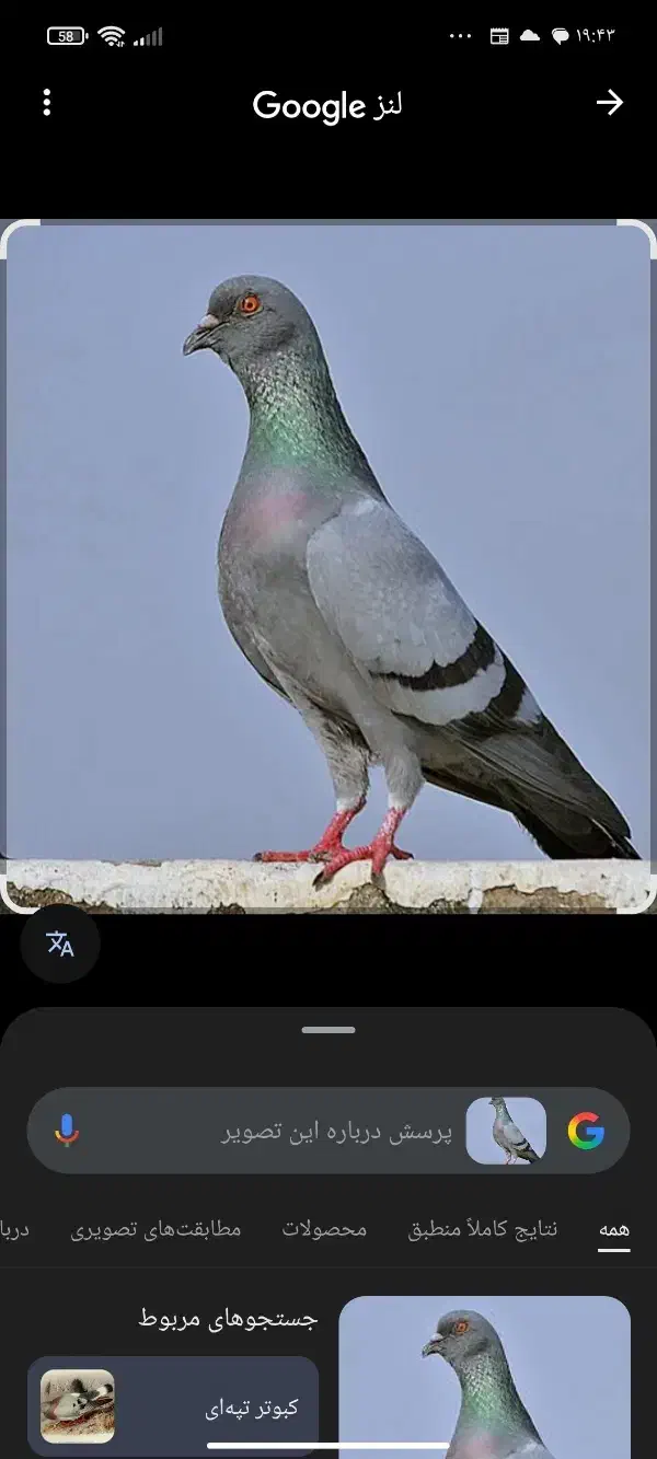 گرفته شده گرگی وسپه|حیوانات|نمین, |دیوار