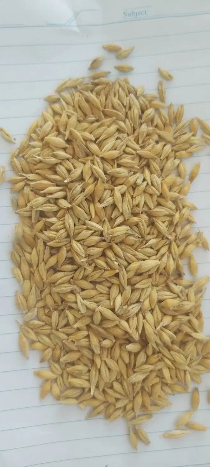 الهایی|خدمات باغبانی و درختکاری|اهواز, الهائی|دیوار