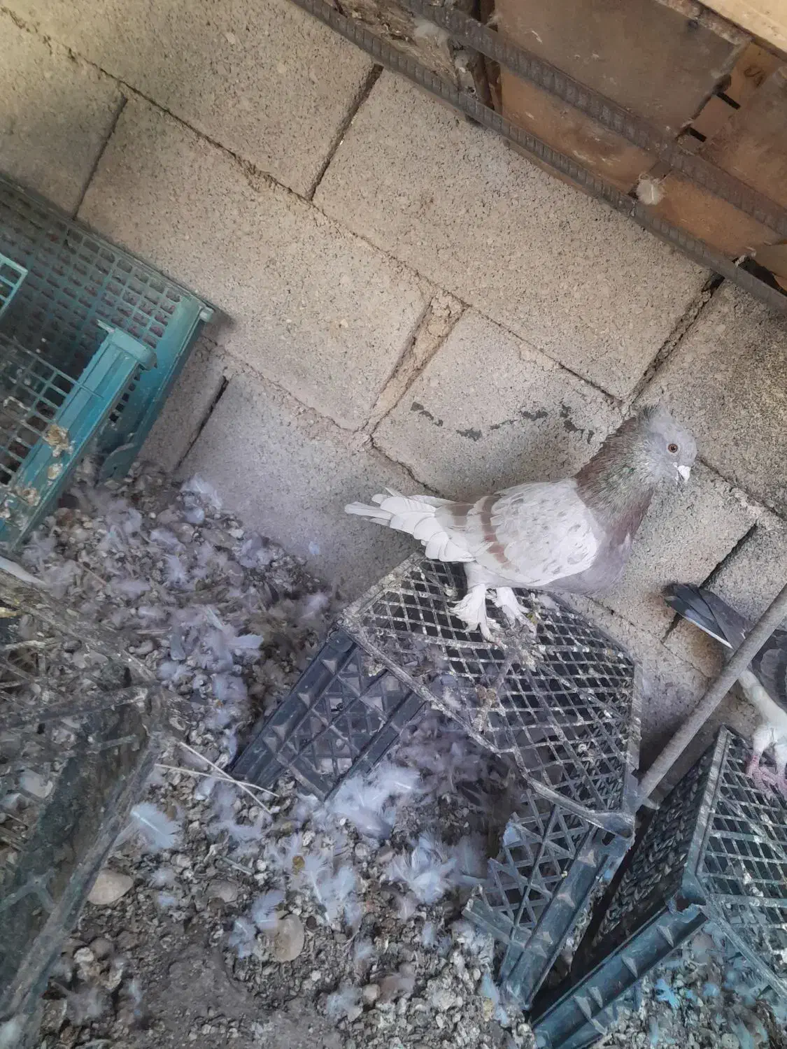 کفتر رنگی|پرنده|امیدیه, |دیوار