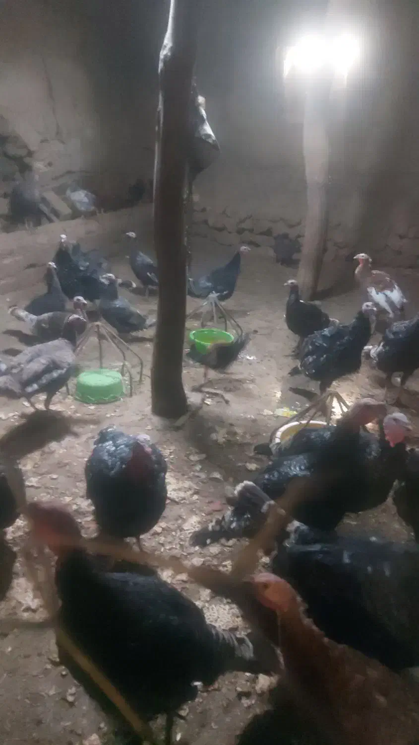 بوقلمون محلی|حیوانات مزرعه|نقده, |دیوار