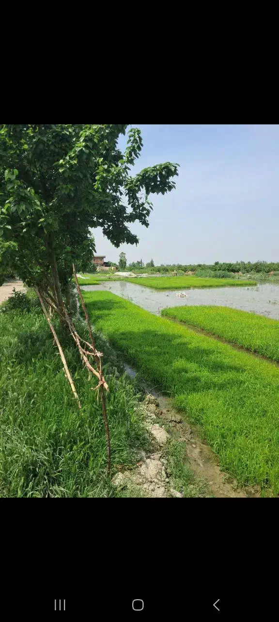 ۳۲هکتار/براصلی اتوبان/قیمت استثنایی/اق قلا|فروش دفتر صنعتی، کشاورزی، تجاری|گرگان, |دیوار