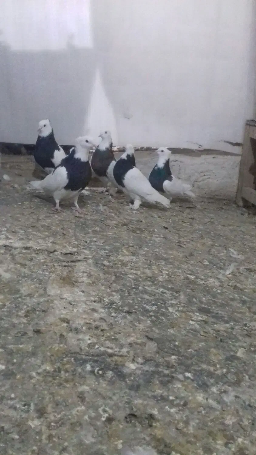 زیبا|پرنده|قم, چهار مردان|دیوار