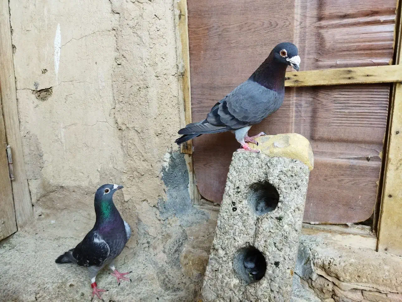 فروش کبوتر پلاکی سبز و سفید مسافتی|پرنده|باغ بهادران, |دیوار