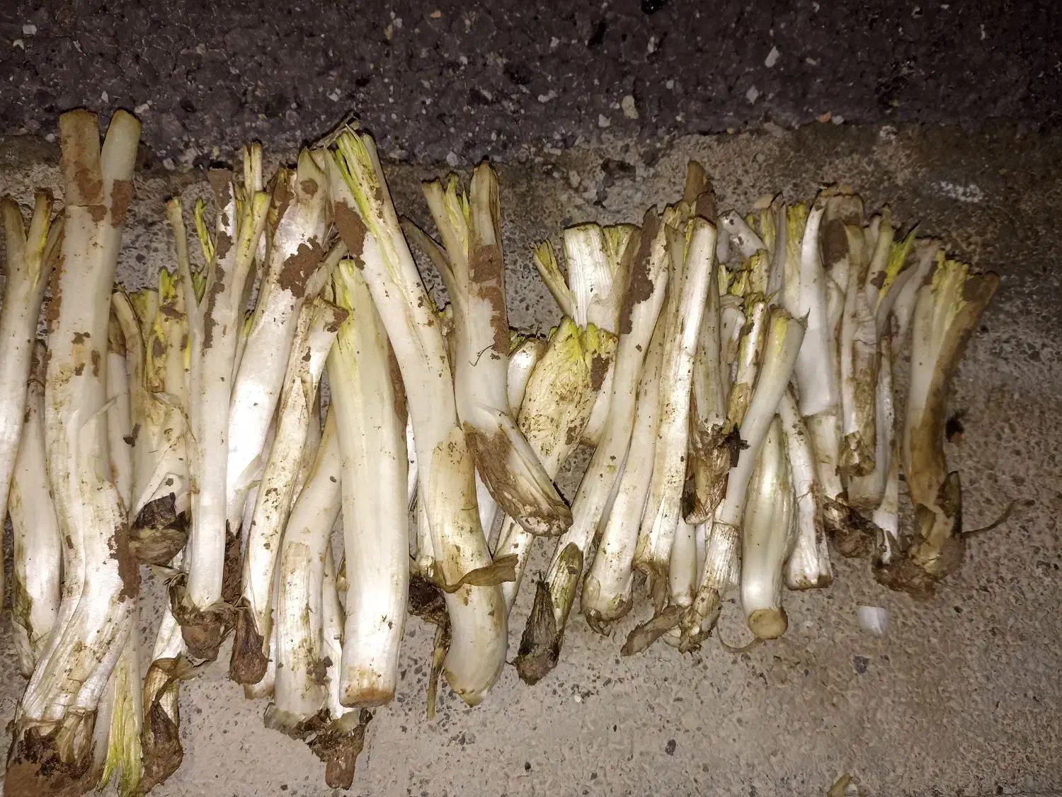 کنگر|خوردنی و آشامیدنی|سنقر, |دیوار