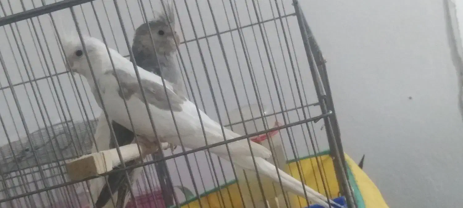 دو عدد عروس هلندی|پرنده|جوانرود, |دیوار