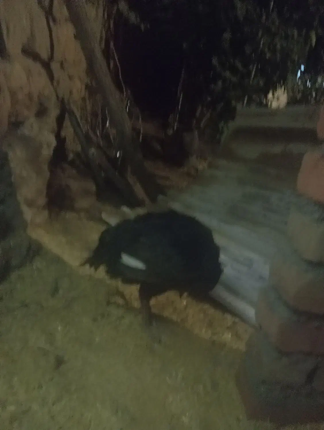 مرغ لاری|حیوانات مزرعه|سروآباد, |دیوار