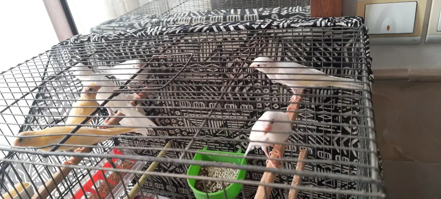 قناری|پرنده|قم, نوبهار|دیوار