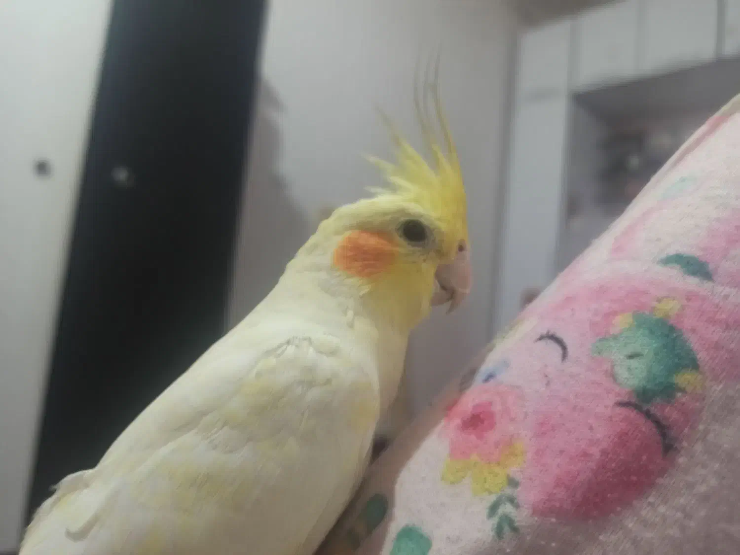 عروس هلندی گم شده|پرنده|گرمسار, |دیوار