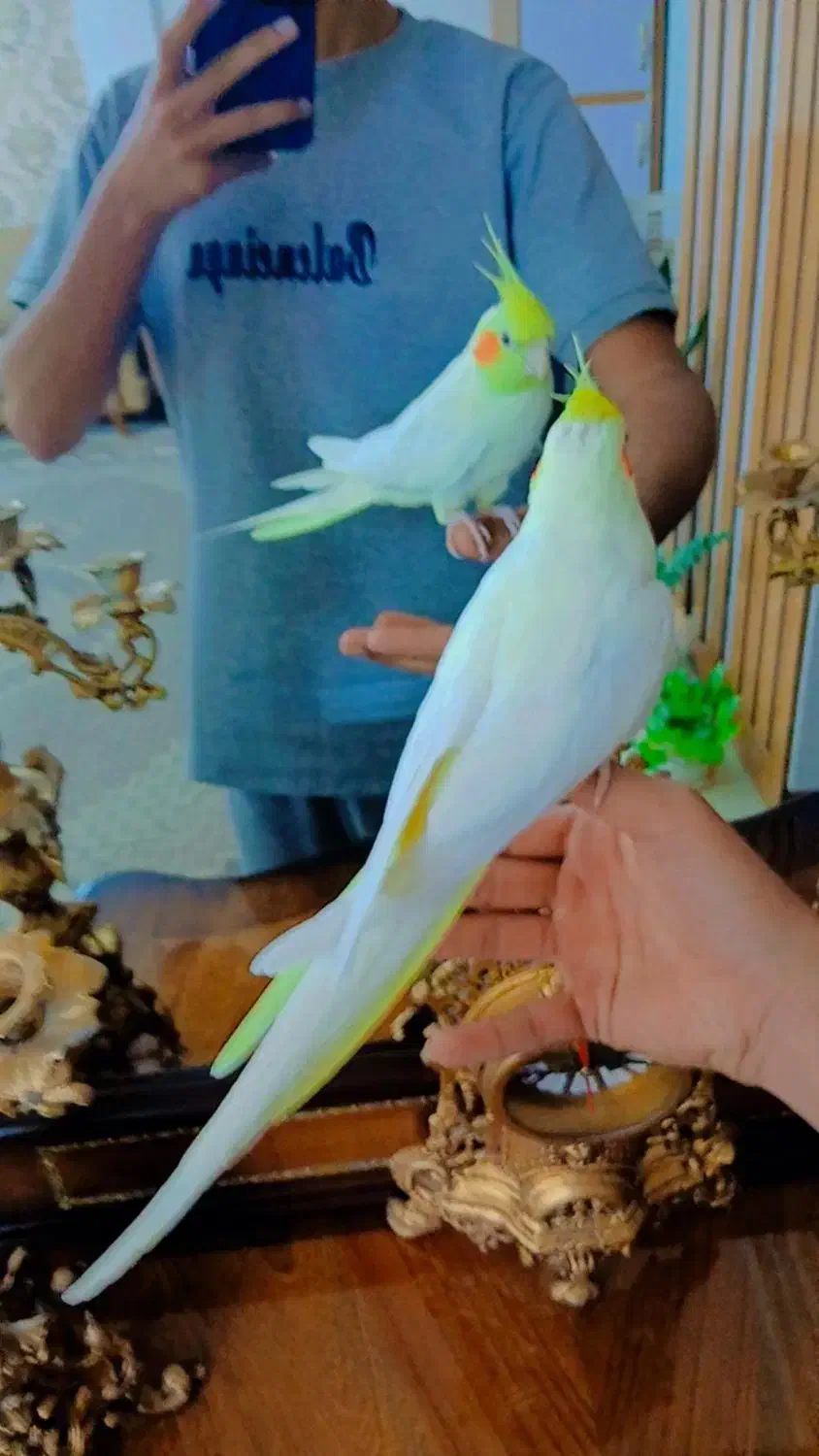 عروس هلندی لوتینو ماده بالغ کاملا دستی|پرنده|مشهد, کوی المهدی|دیوار