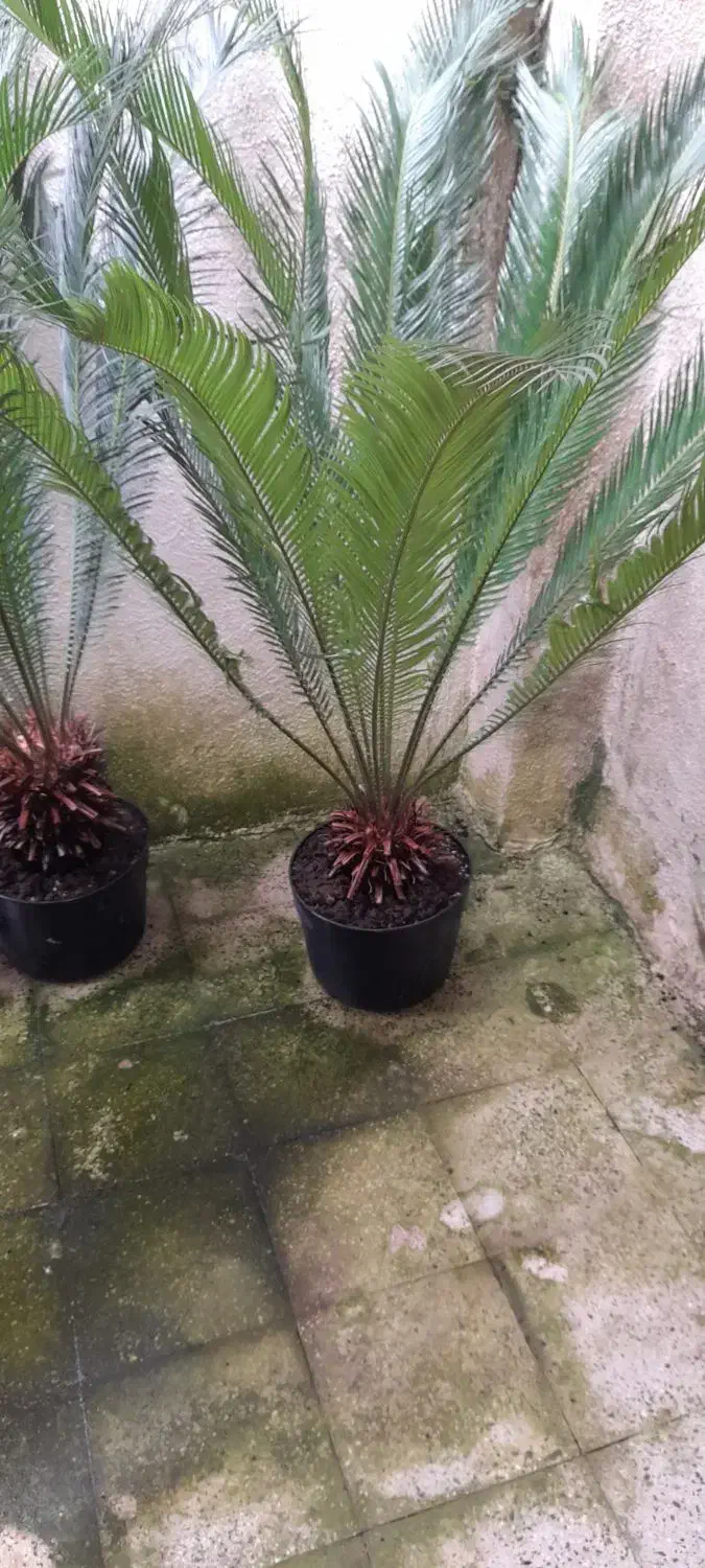 دو عد سیکاس بزرگ وچند عدد گلدان دیگر|گل و گیاه طبیعی|رشت, بیجارپس|دیوار