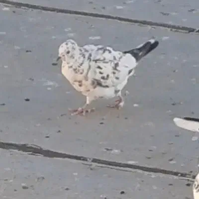 کبوتر باخت رفته|حیوانات|تویسرکان, |دیوار