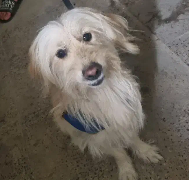 سگ شیتزو|سگ|ایلام, |دیوار