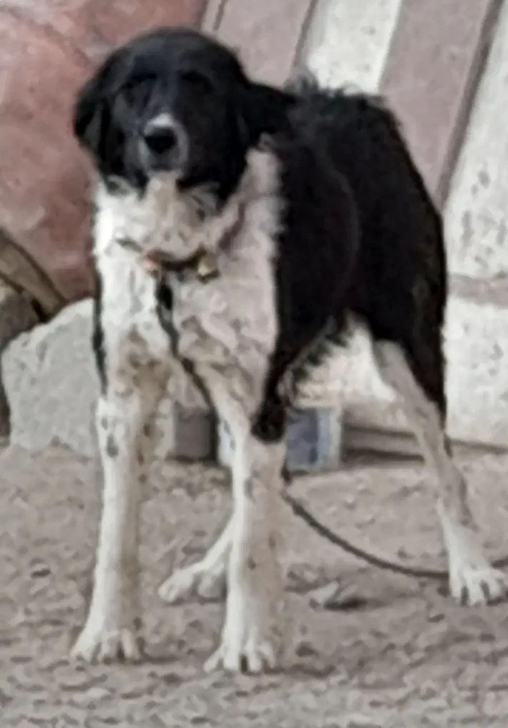 سگ گله|سگ|داران, |دیوار