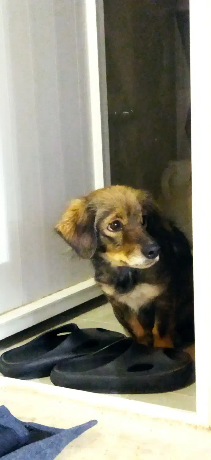 یک سگ پیدا شده|سگ|خمینی‌شهر, |دیوار