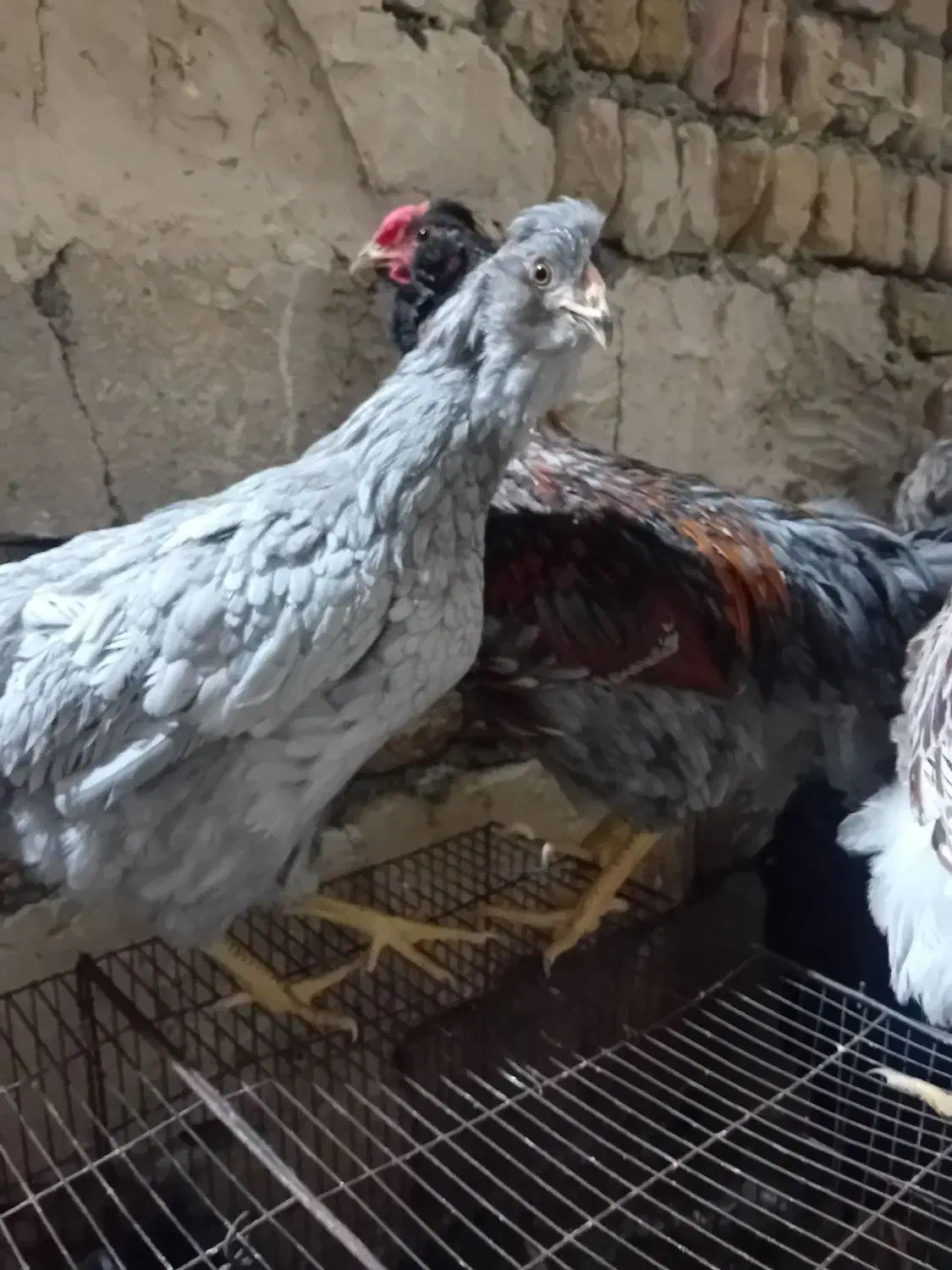 نیمچه گلین وارداتی و ویاندوت|حیوانات مزرعه|مرند, |دیوار