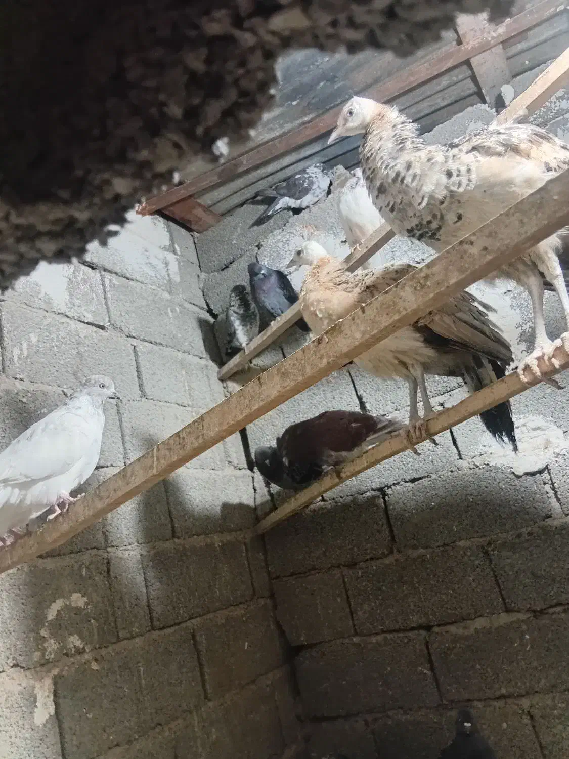 فروش تاوس|پرنده|پلنگ آباد, |دیوار