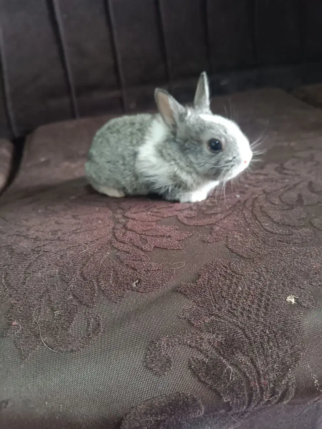 بچه خرگوش خاکستری|موش و خرگوش|زاهدان, |دیوار