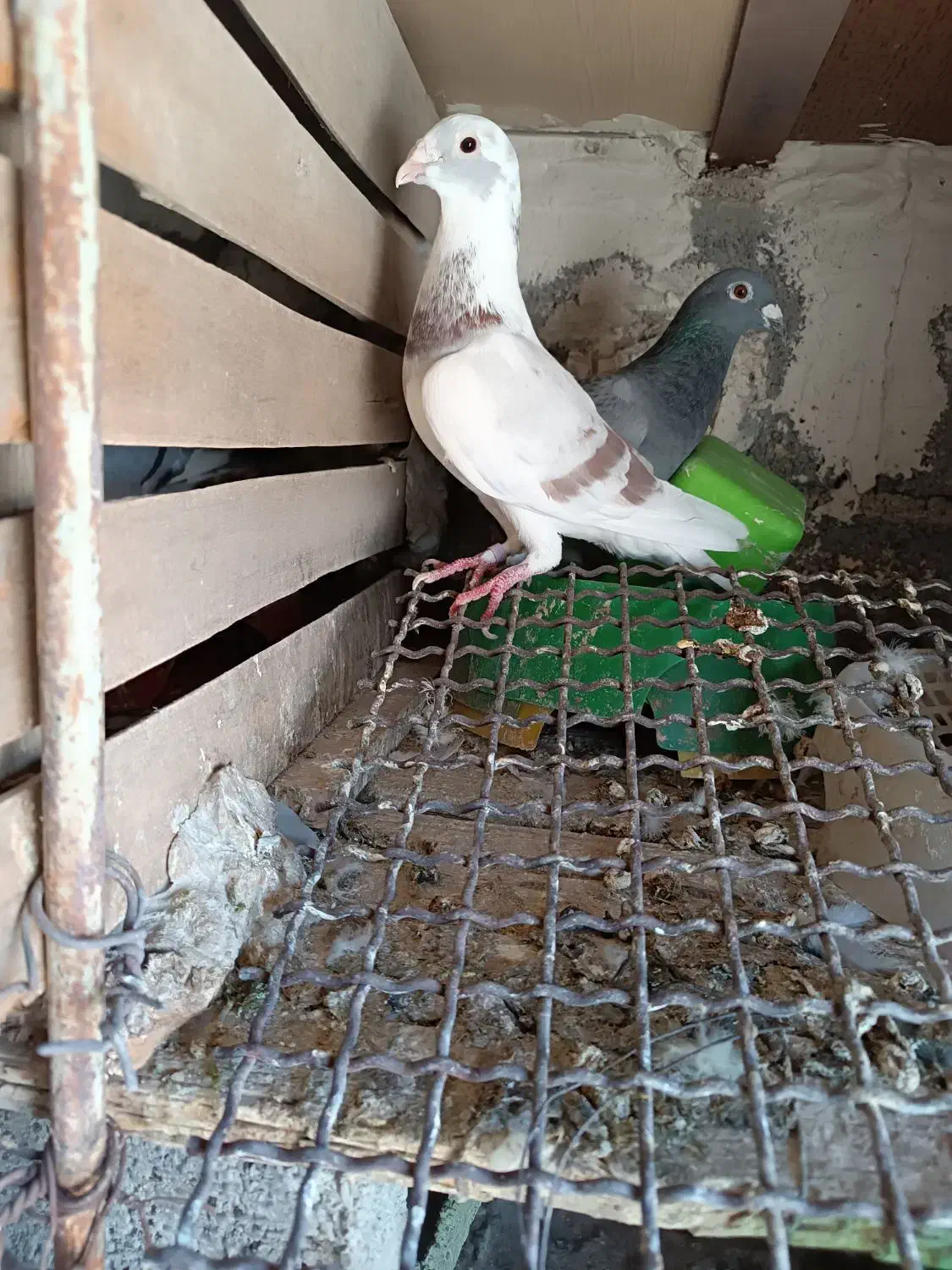 کبوتر پلاکی نژاد دلبر|پرنده|شبانکاره, |دیوار