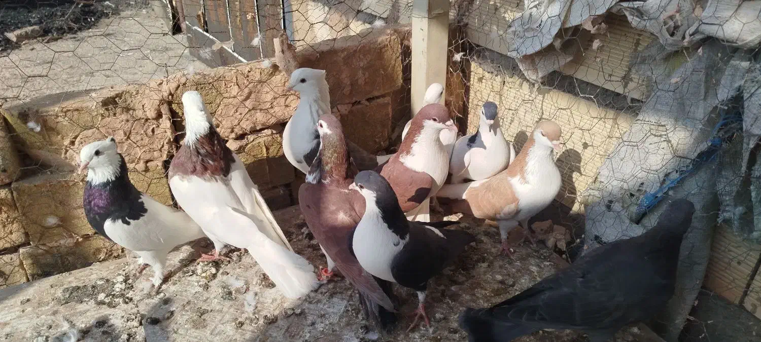 9عدد گفتی رنگی|پرنده|داورزن, |دیوار