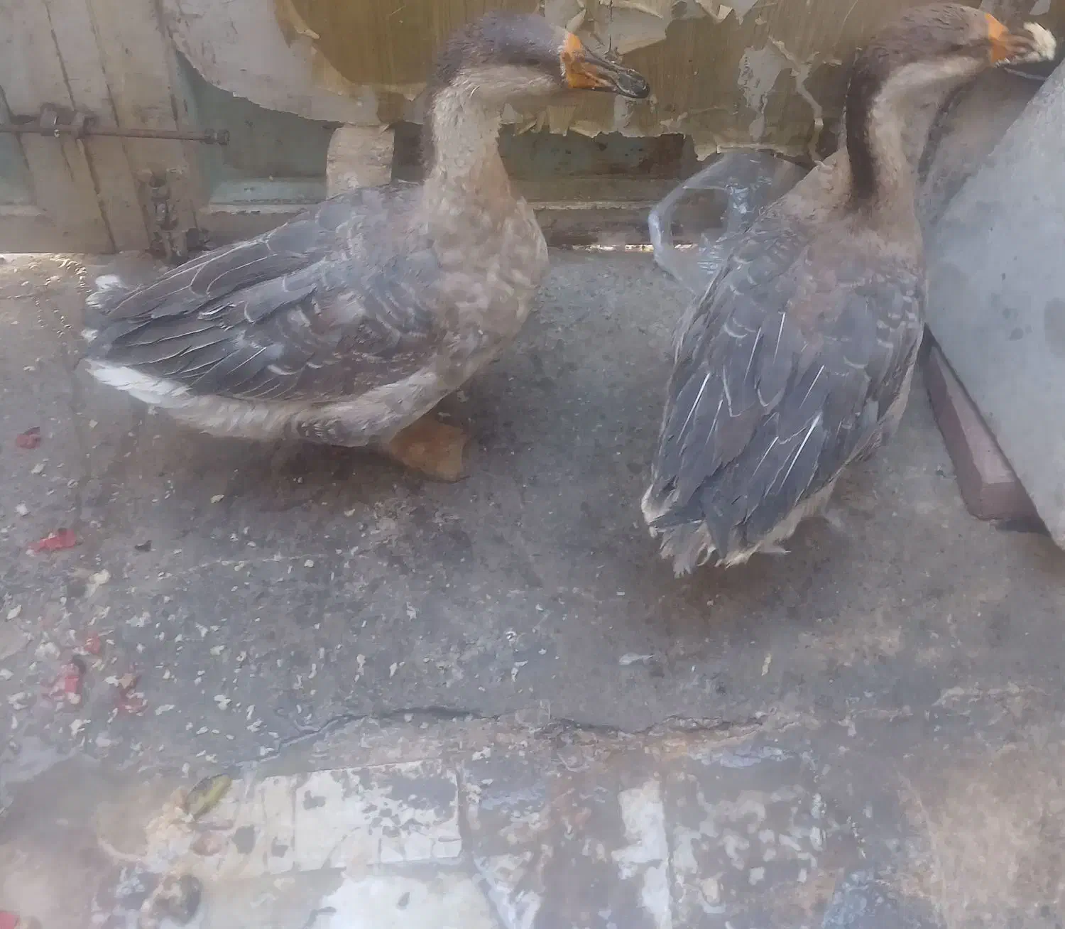 غاز|حیوانات مزرعه|نهاوند, |دیوار