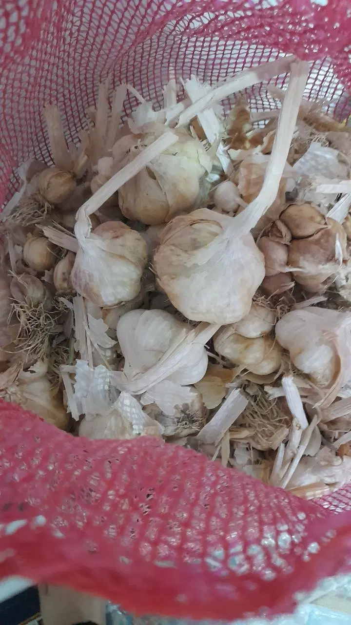 حبوبات  سیر همدان  ۱۰۰  درجه یک به شرط پ|خوردنی و آشامیدنی|تهران, یافت آباد جنوبی|دیوار