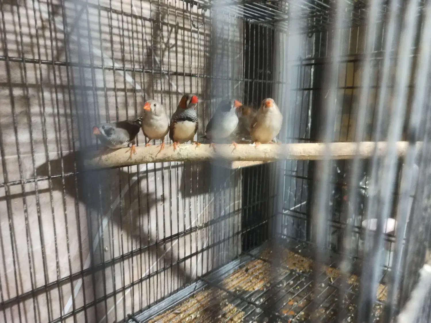 فنچ تعدادی|پرنده|اندیشه, اندیشه فاز ۱|دیوار