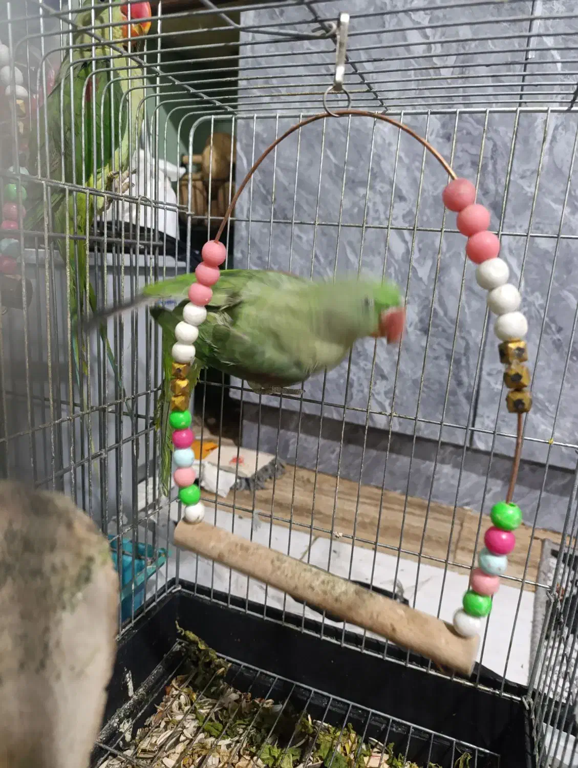 شاه طوطی|پرنده|گرمدره, |دیوار