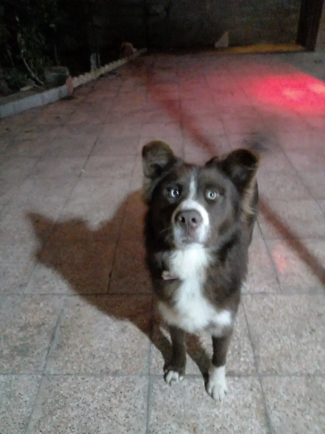 فروش سگ هاسکی|سگ|شاندرمن, |دیوار