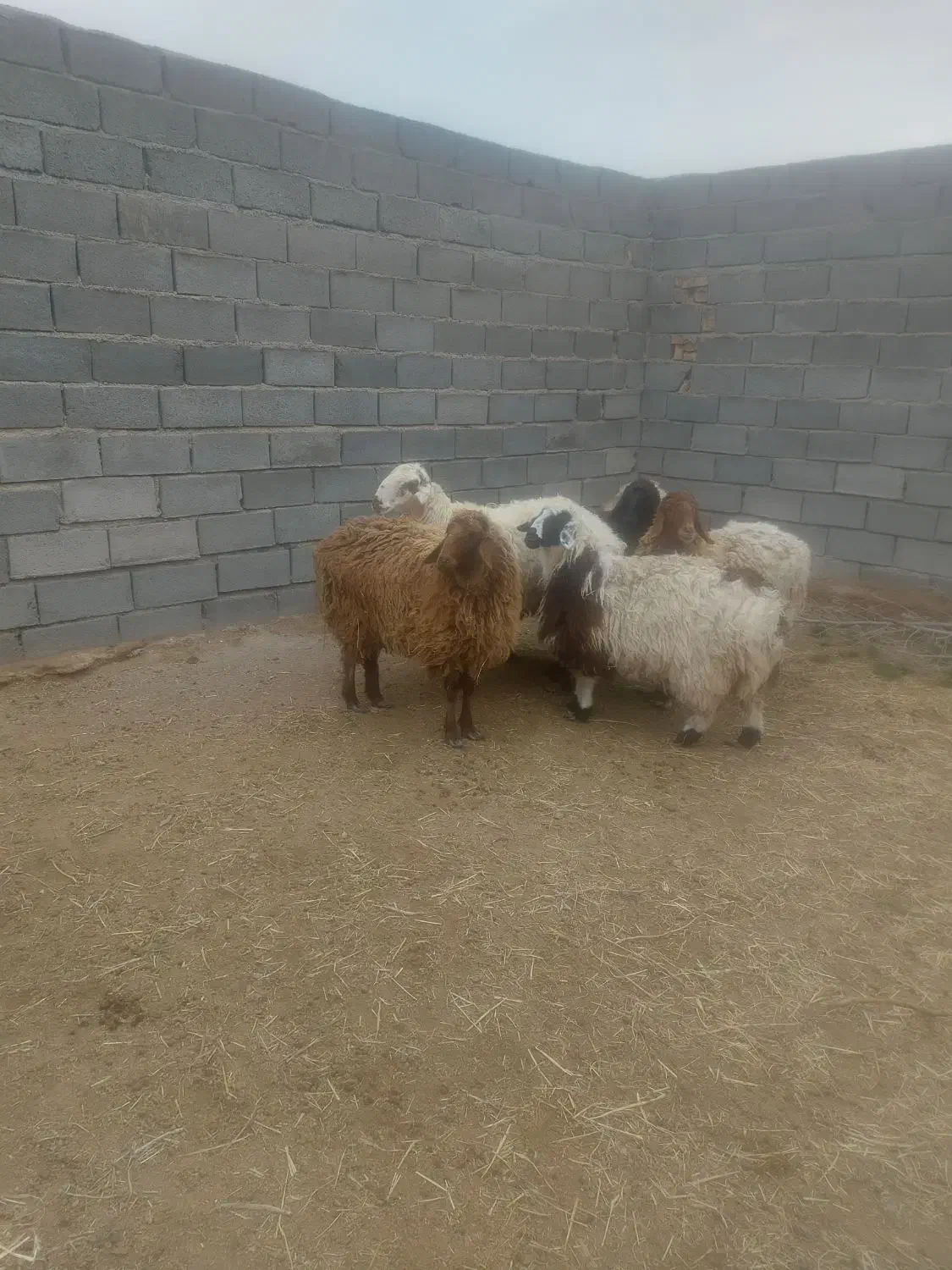 گوسفند|حیوانات مزرعه|خوسف, |دیوار
