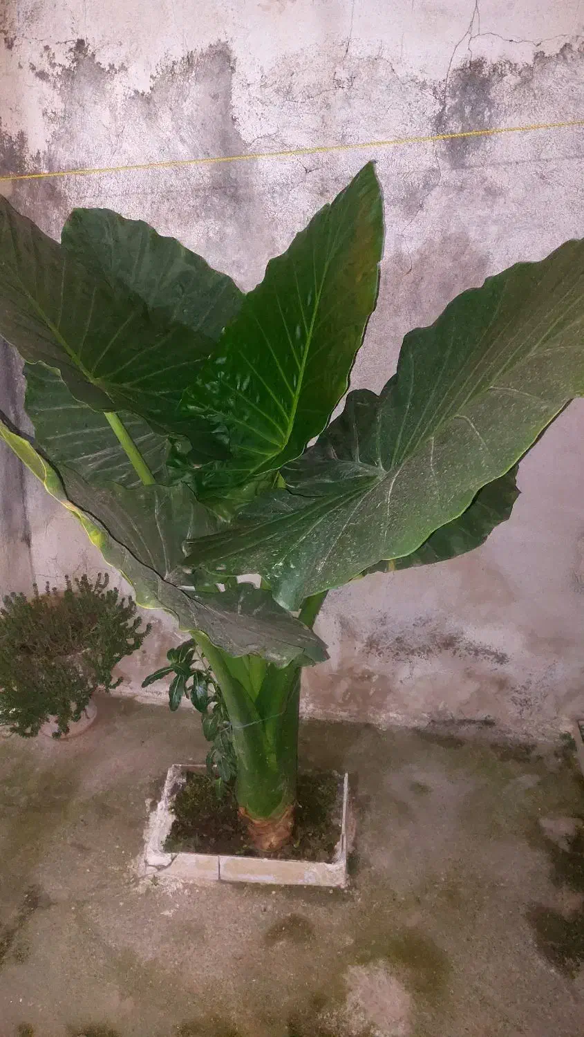 فروش گل بابا آدم|گل و گیاه طبیعی|رشت, ولکس|دیوار