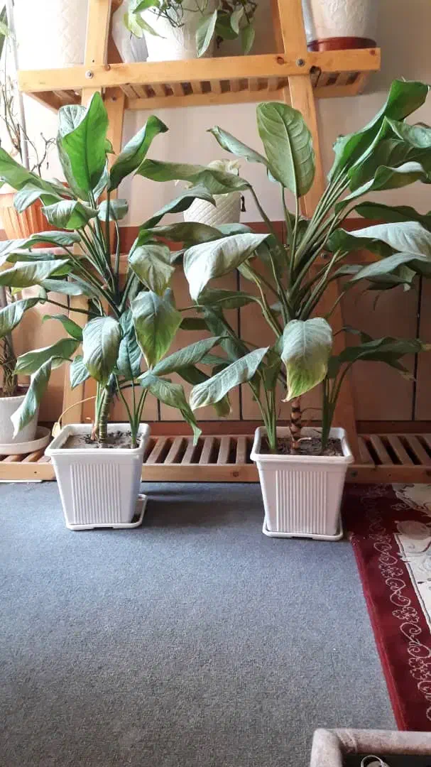 فروش گل های آپارتمانی|گل و گیاه طبیعی|کازرون, |دیوار