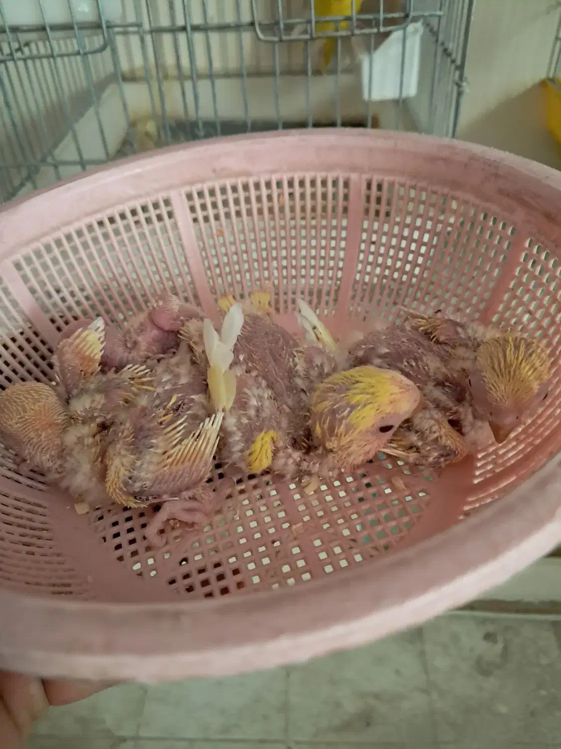 طوطی جوجه سرلاکی|پرنده|سمنان, |دیوار