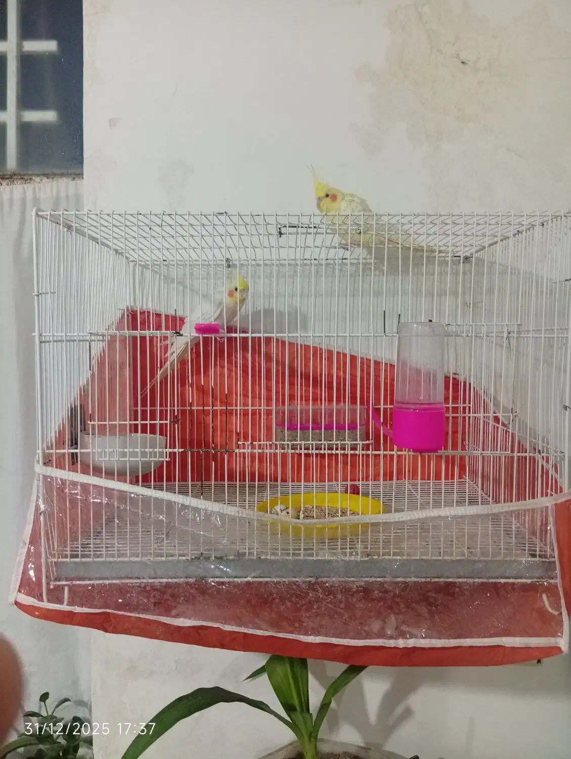 عروس هلندی|پرنده|شیروان (خراسان), |دیوار