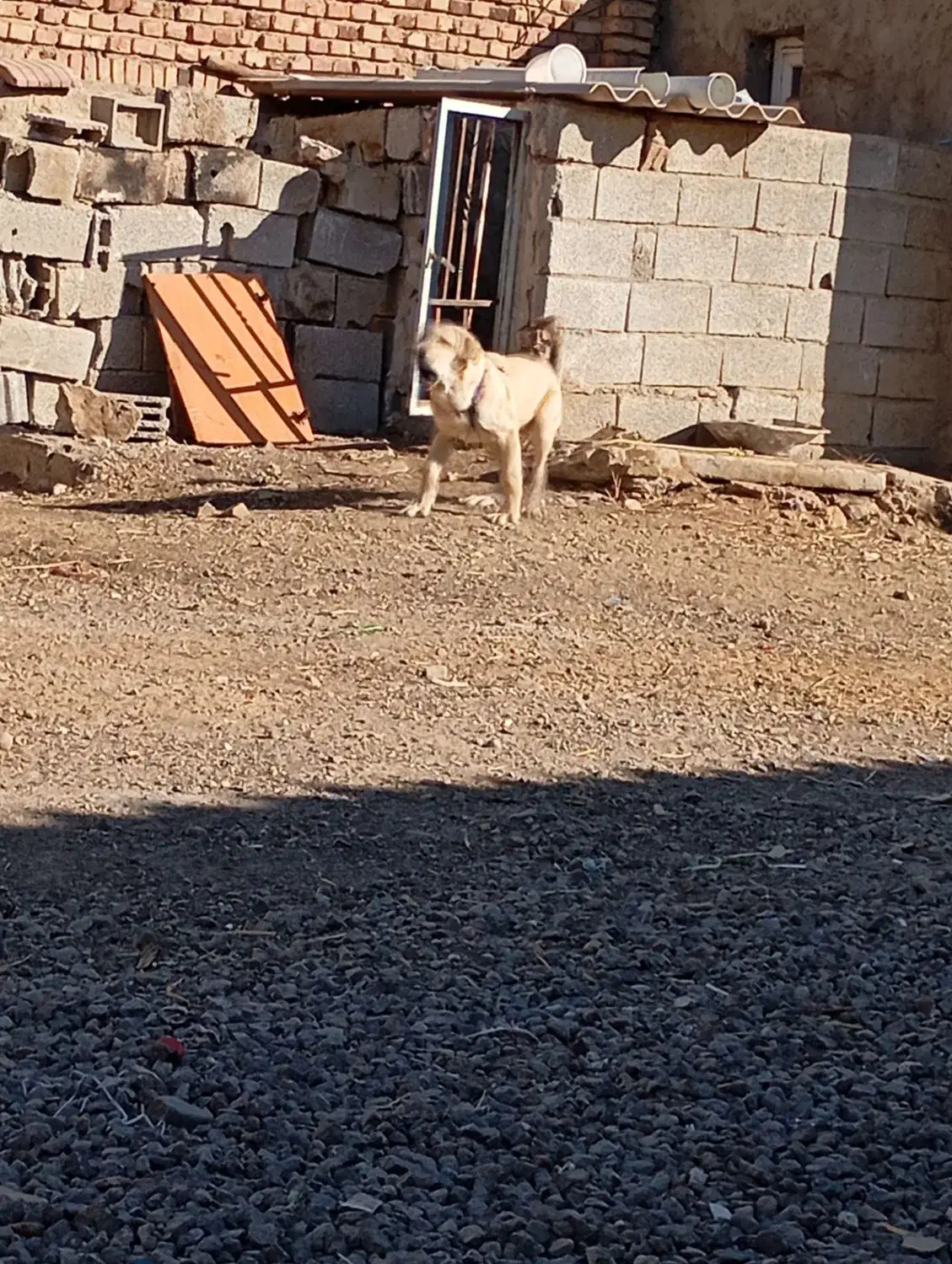 واگذاری توله عراقی|سگ|باسمنج, |دیوار