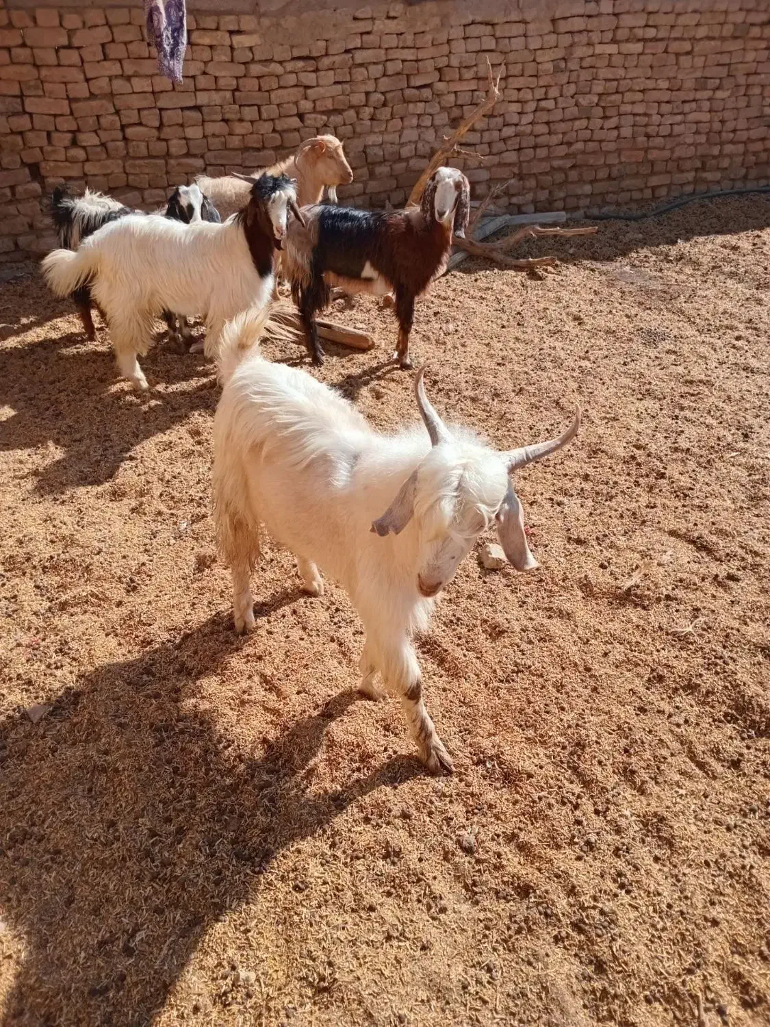 نربزسانن وبزغاله نر|حیوانات مزرعه|مشهد, کارده|دیوار